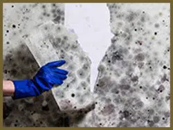 Greenacres Restoration Company Greenacres, FL 561-331-4369 - serv-mold-sid-wgr-28